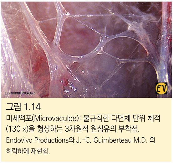 생체근막조직(135배).JPG